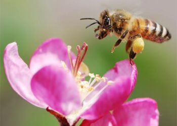 What is our nature- a fly or a bee