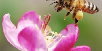 What is our nature- a fly or a bee