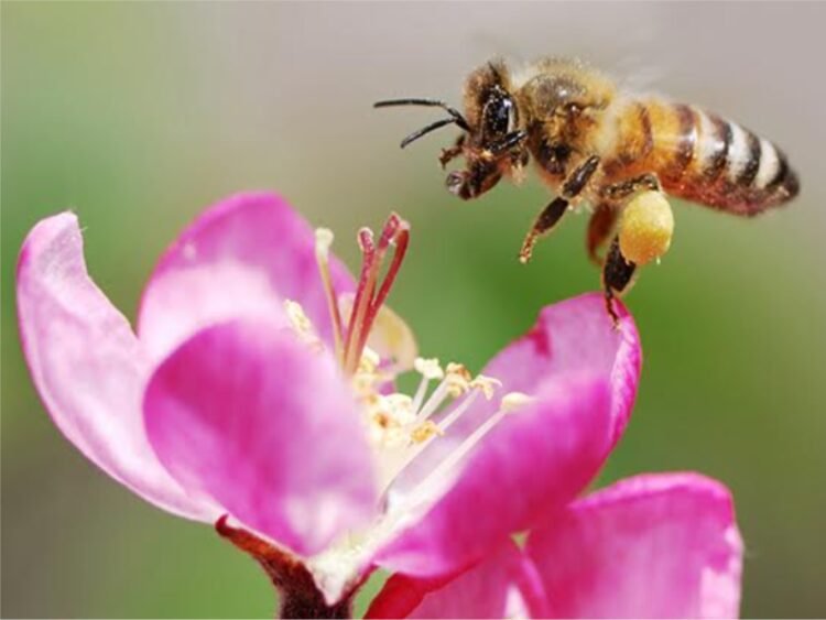 What is our nature- a fly or a bee