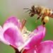 What is our nature- a fly or a bee